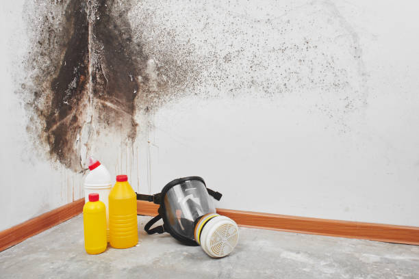 Best Office Mold Removal Services  in Val Verde, CA