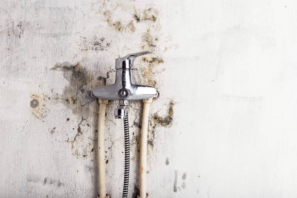 Best Emergency Mold Removal  in Val Verde, CA