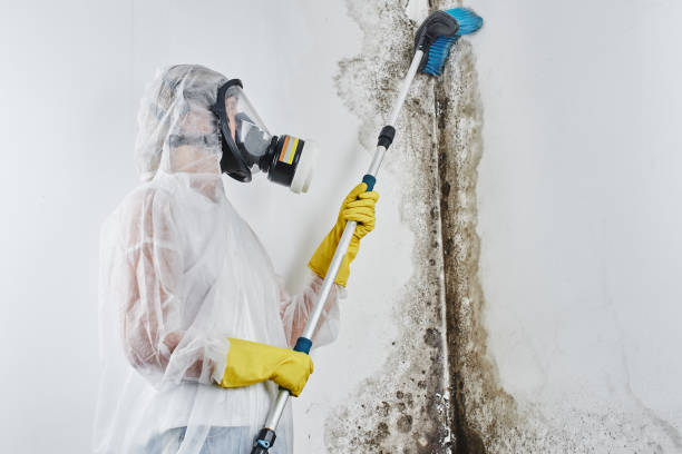 Trusted Val Verde, CA Mold Removal Experts
