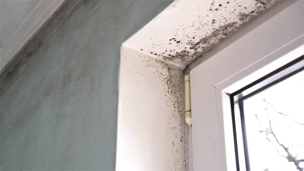 Crawl Space Mold Removal in Val Verde, CA