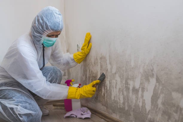 Best Toxic Mold Removal  in Val Verde, CA