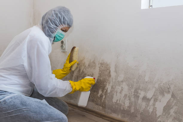 Best Attic Mold Removal  in Val Verde, CA