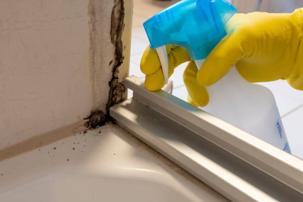 Best Crawl Space Mold Removal  in Val Verde, CA