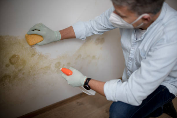 Best Mold Remediation Services  in Val Verde, CA