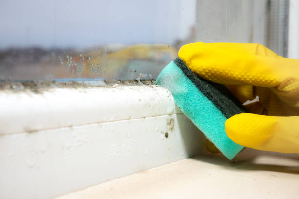 Best Mold Testing and Removal  in Val Verde, CA