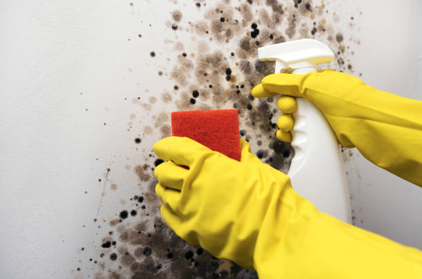Best Local Mold Removal Service  in Val Verde, CA