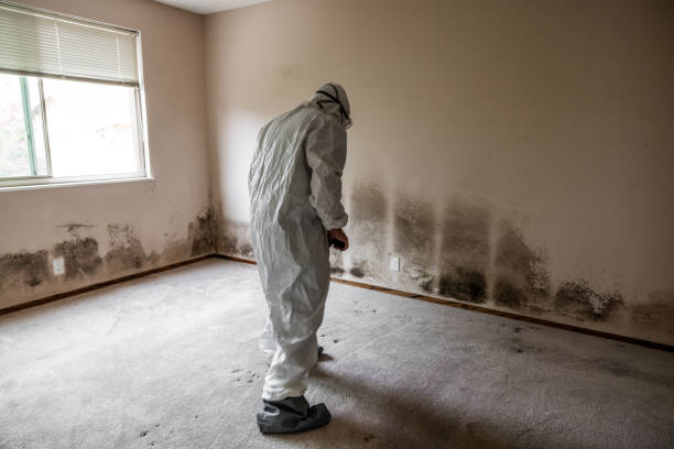 Best Mold Removal Company Near Me  in Val Verde, CA