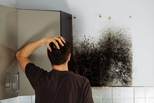 Mold Testing and Removal in Val Verde, CA